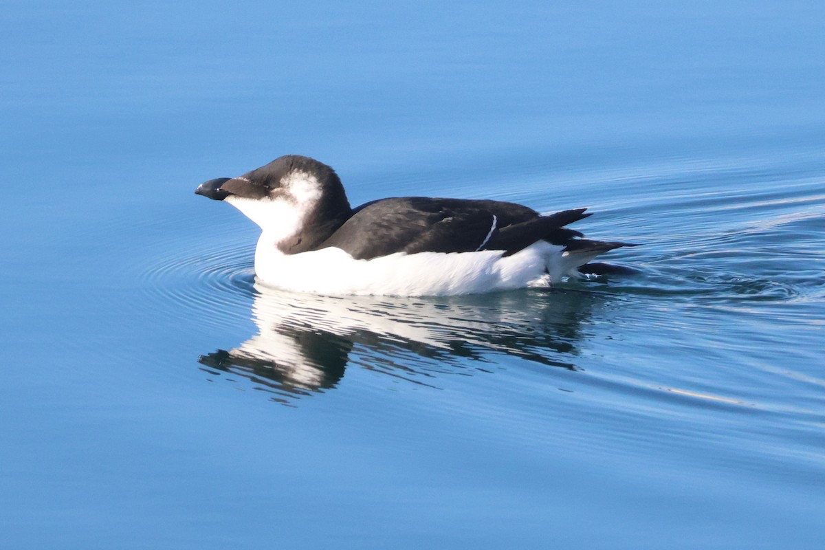 Razorbill - ML644587721
