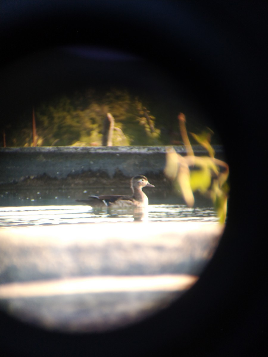 Wood Duck - ML644587722