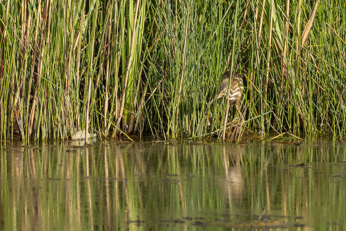 Blongios nain - ML644587728