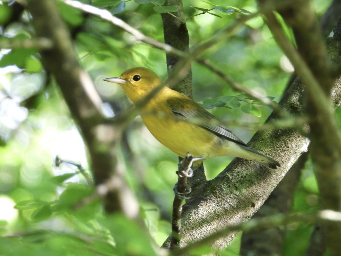 オウゴンアメリカムシクイ - ML644587735