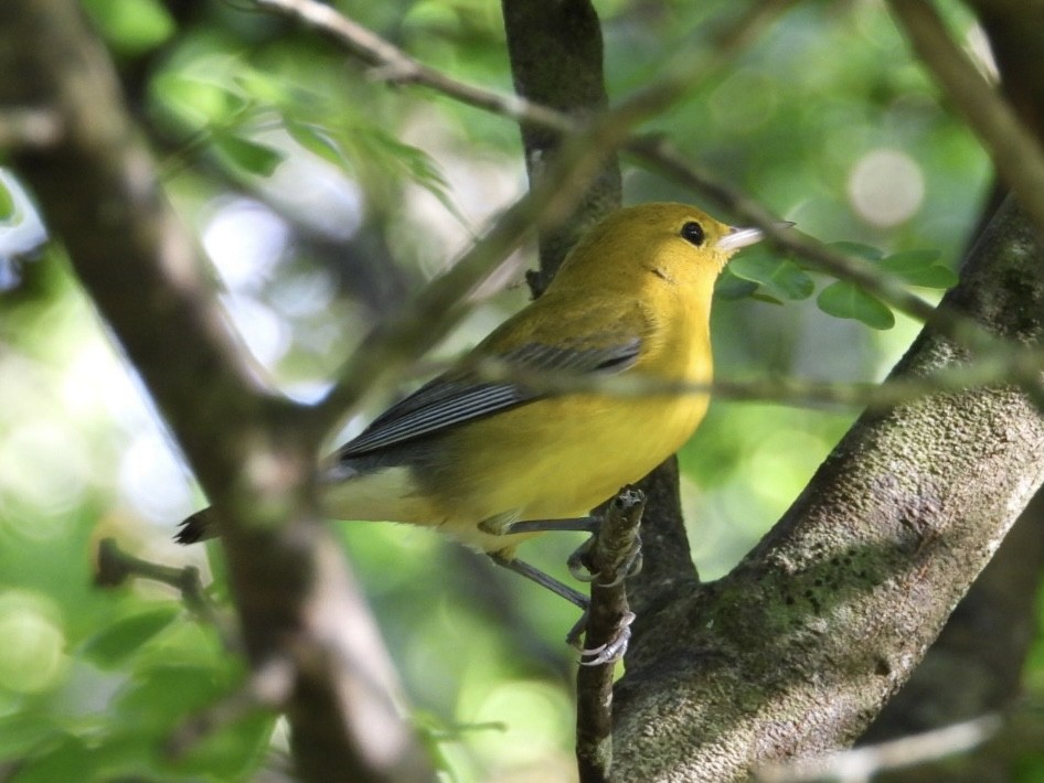 オウゴンアメリカムシクイ - ML644587736