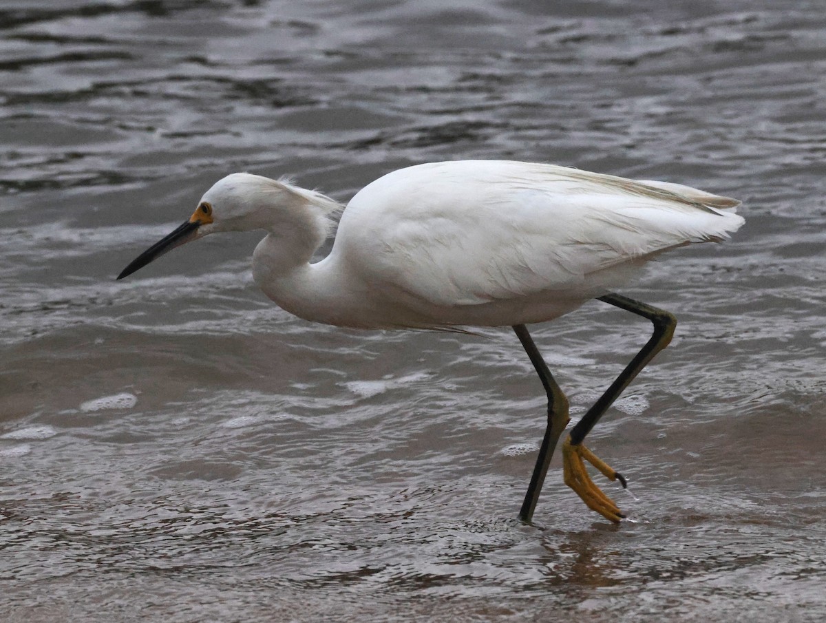Garceta Nívea - ML644587746