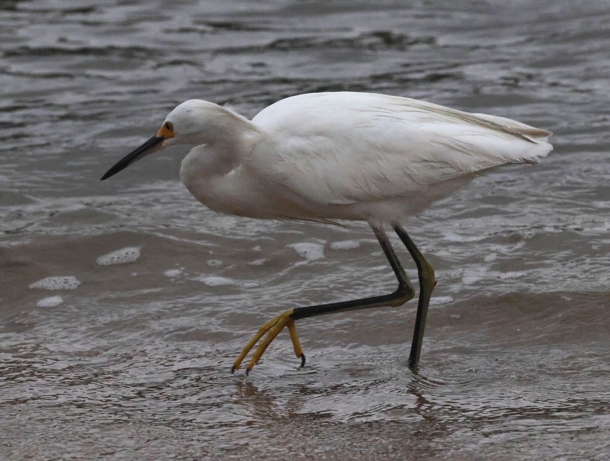 Garceta Nívea - ML644587747