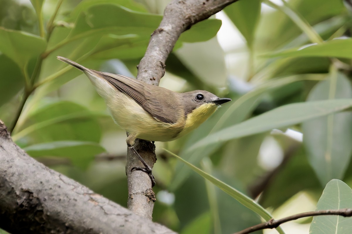 Gérygone soufrée - ML644587749