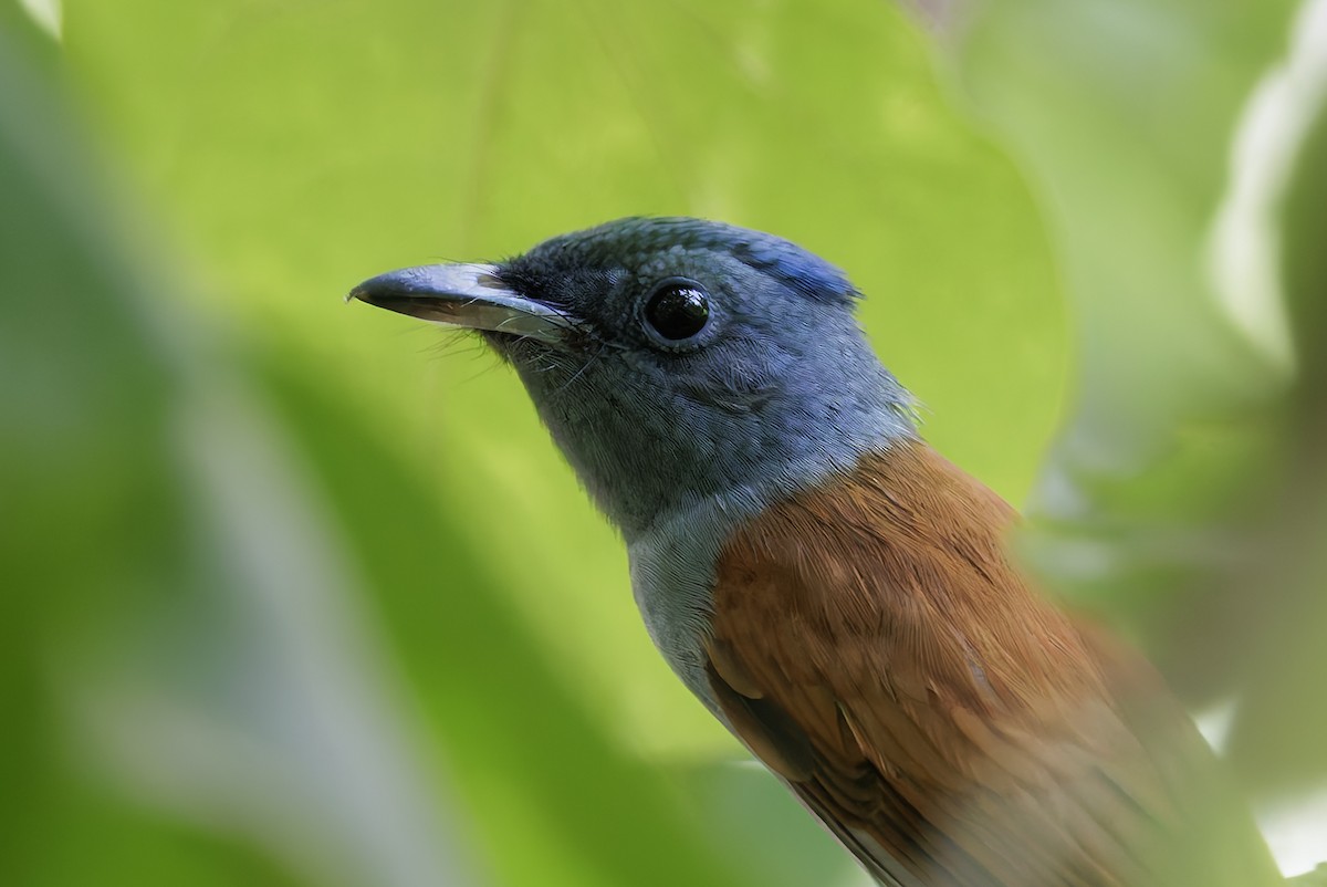 Tchitrec de Blyth - ML644587757