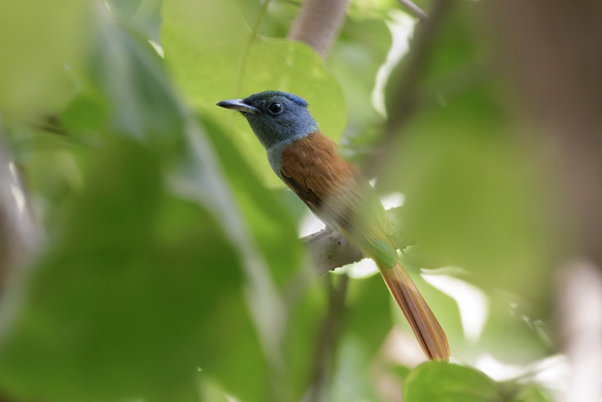 Tchitrec de Blyth - ML644587758