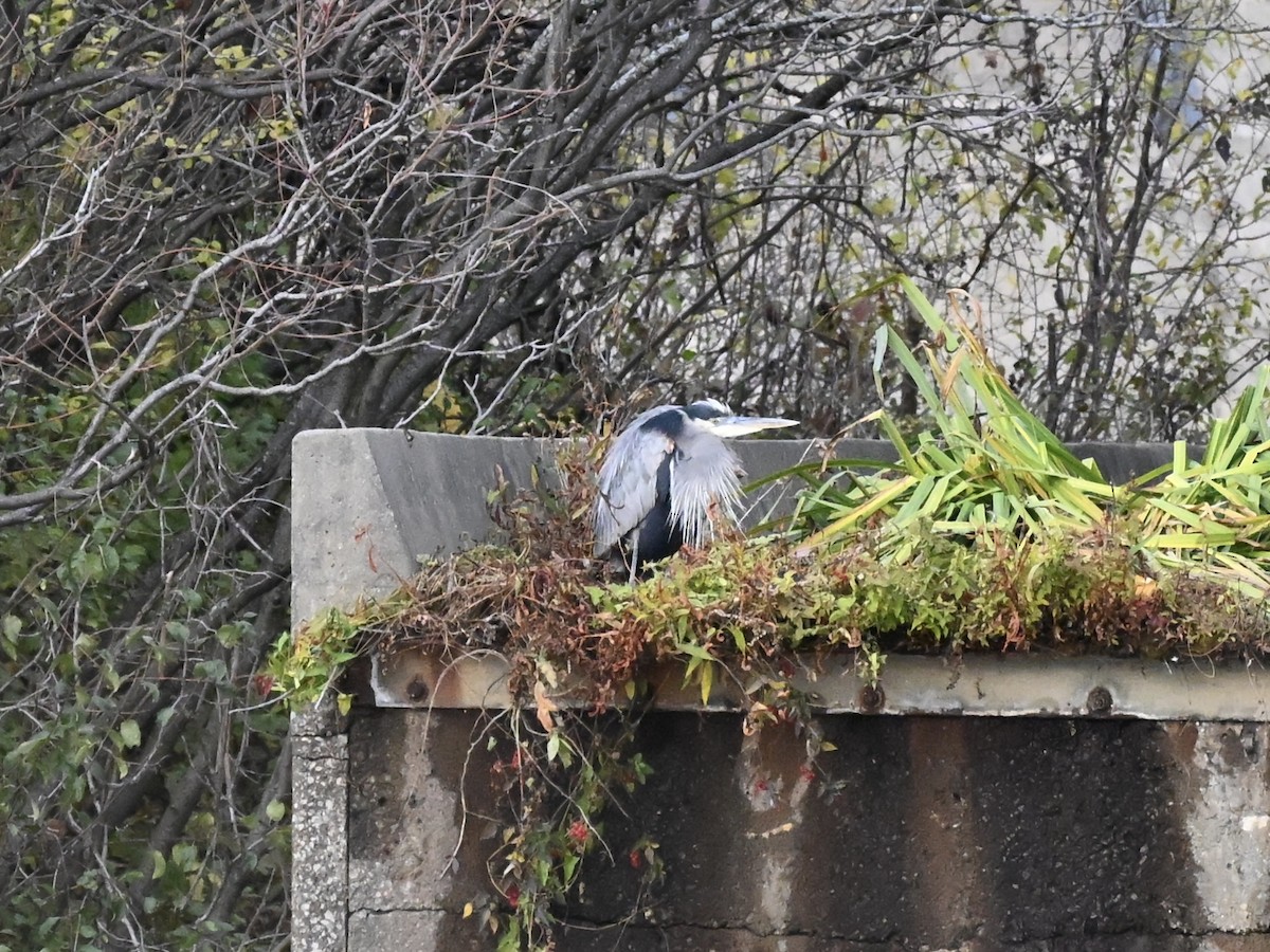 Amerika Gri Balıkçılı - ML644587761