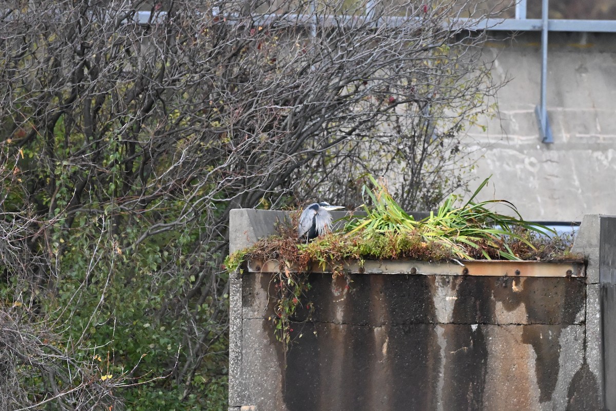 Amerika Gri Balıkçılı - ML644587762