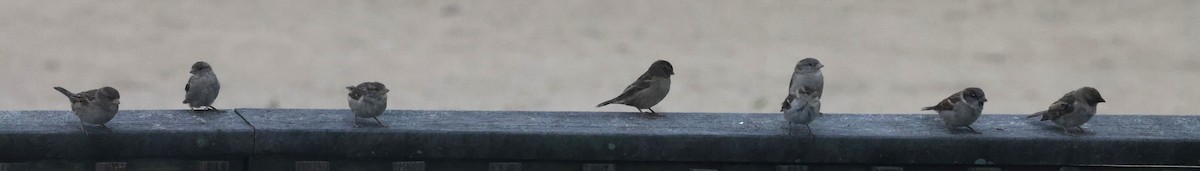 家麻雀 - ML644587766