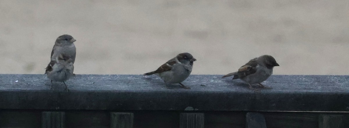 家麻雀 - ML644587767