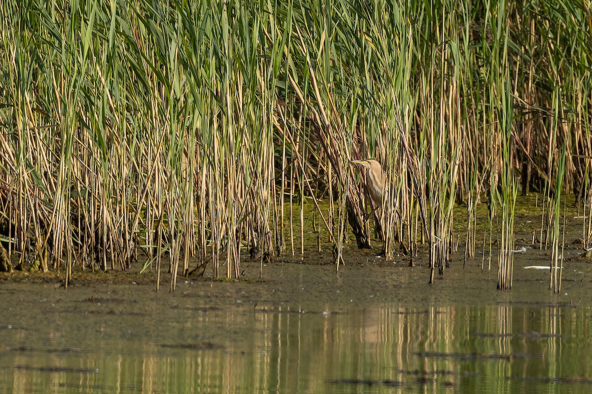 Blongios nain - ML644587772