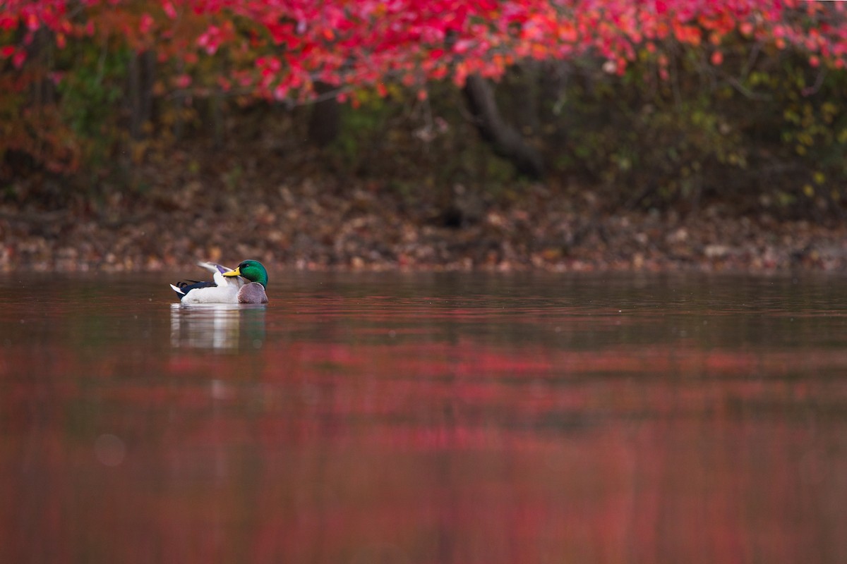 Зэрлэг нугас - ML644587773