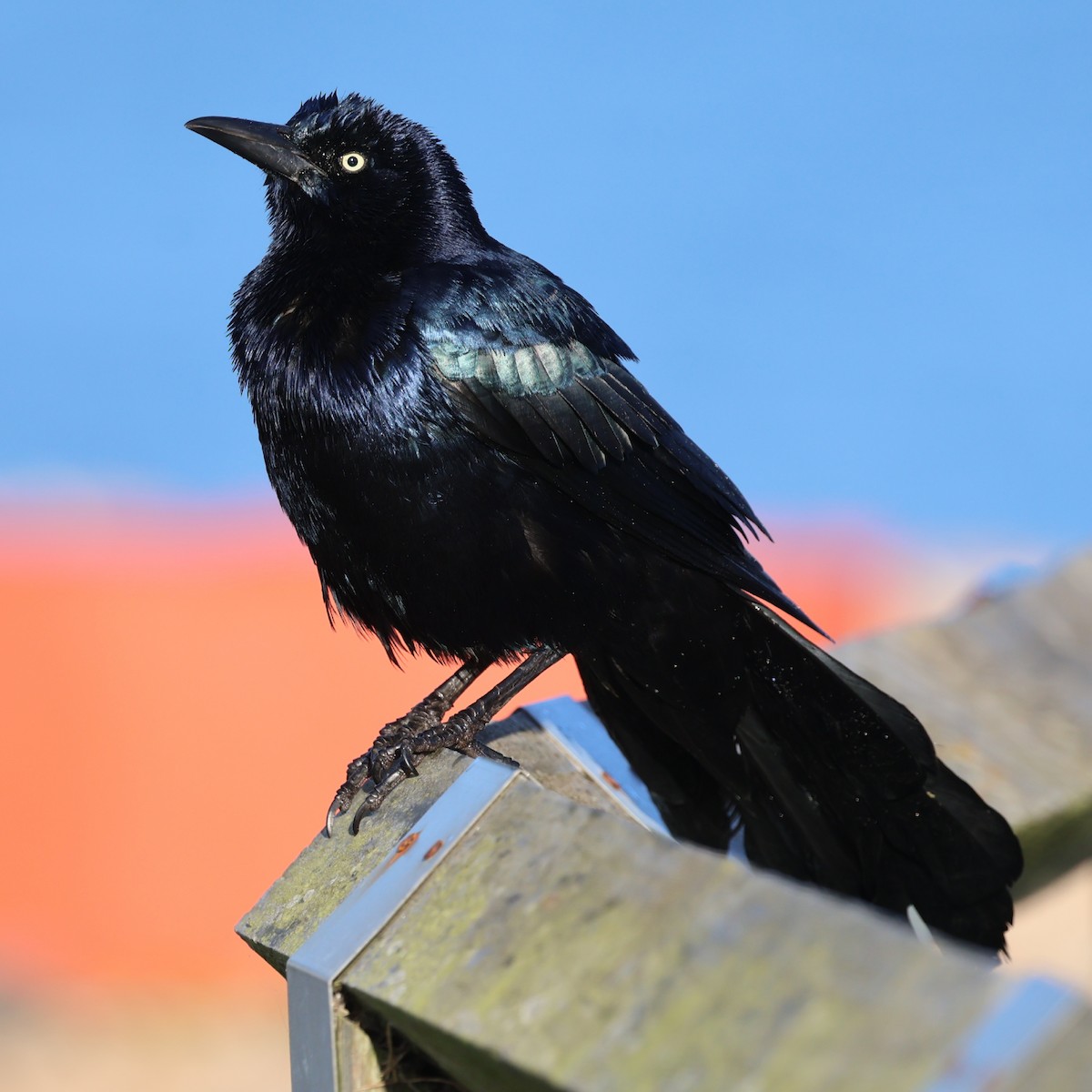 Boat-tailed Grackle - ML644587774