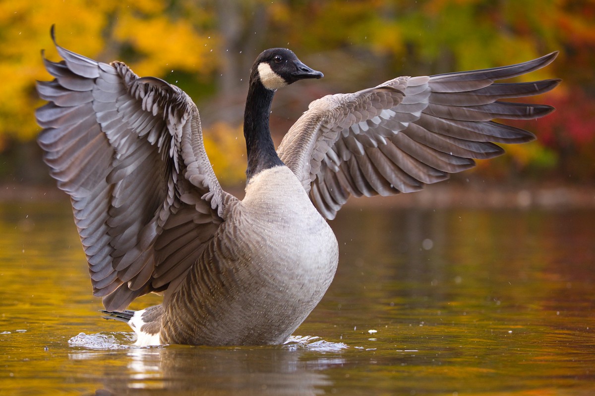 Казарка канадська - ML644587776