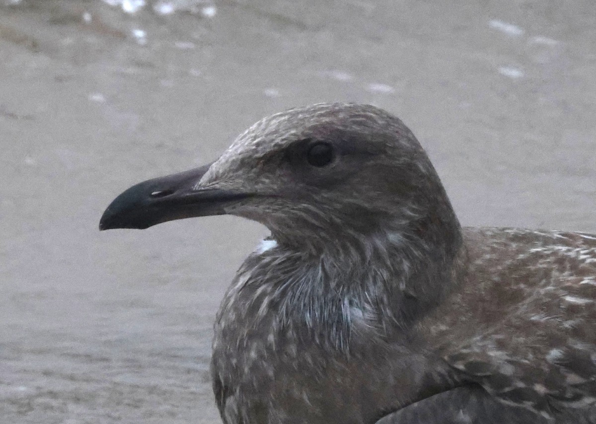 Gaviota Argéntea Americana - ML644587777