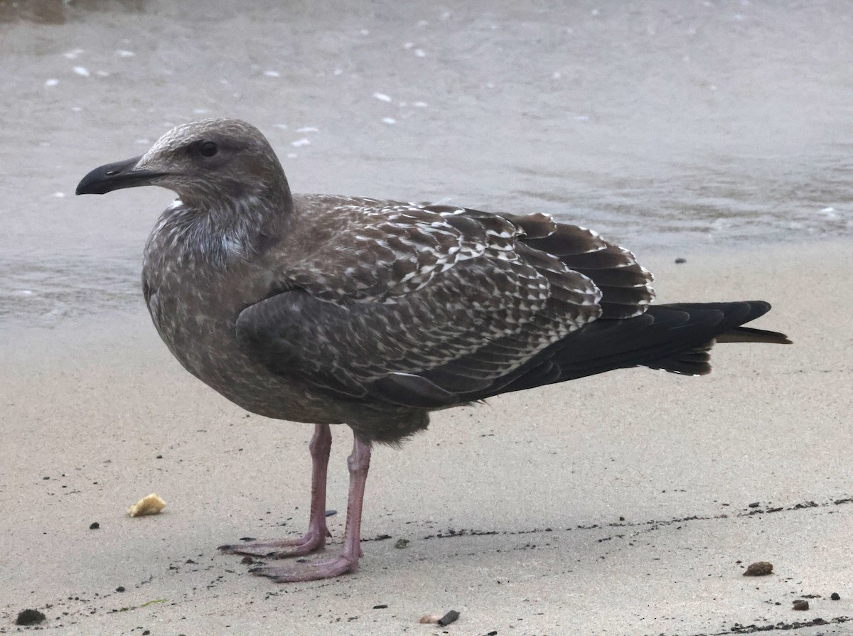 Gaviota Argéntea Americana - ML644587778