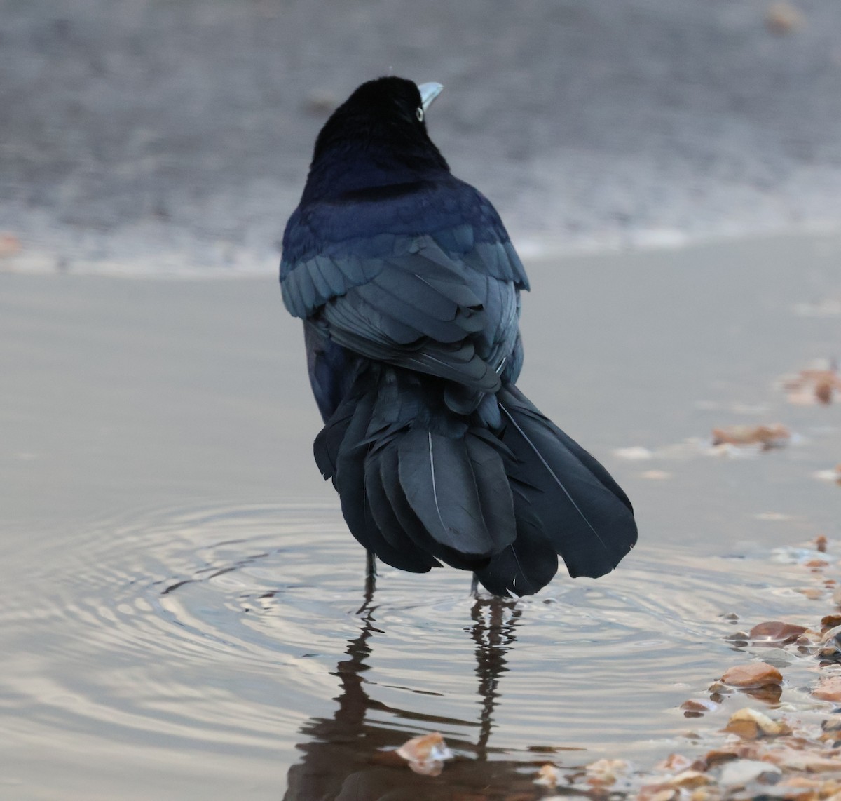 Boat-tailed Grackle - ML644587783