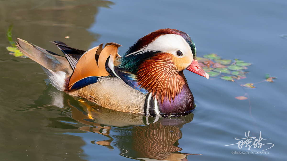 Мандир уранхажин - ML644587785