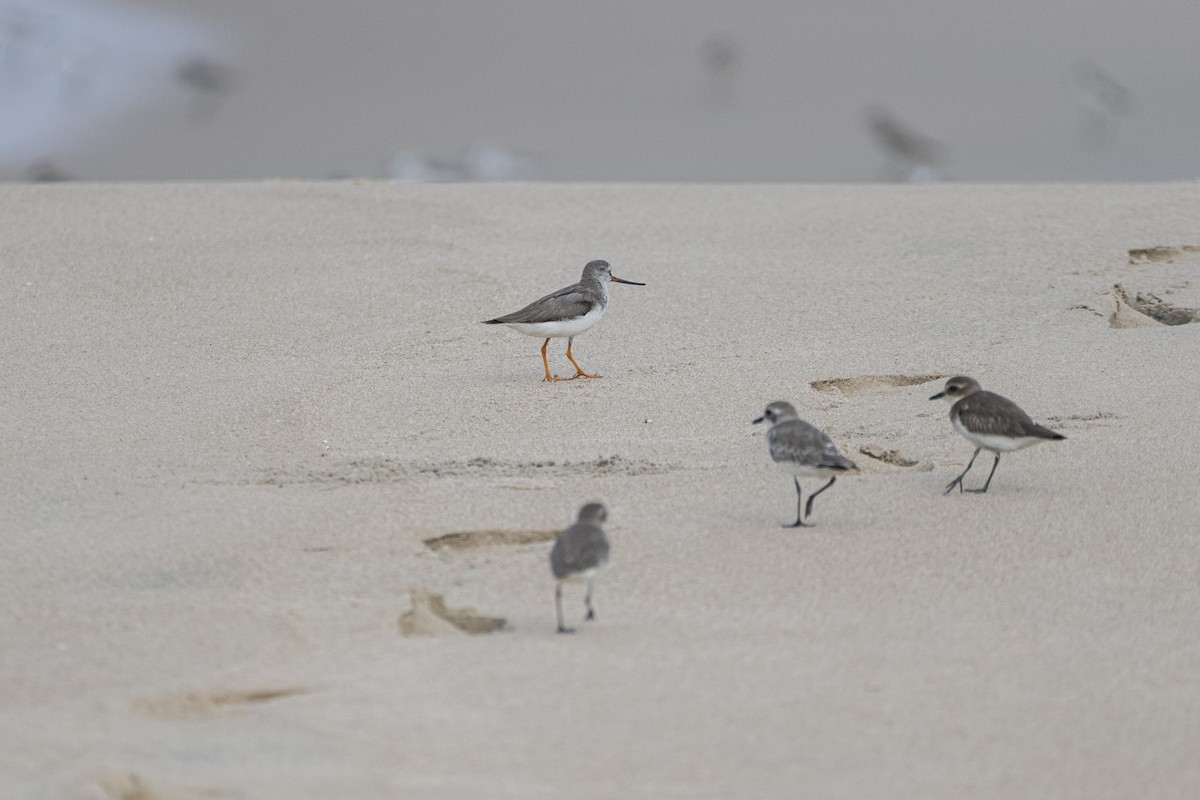 Terek Sandpiper - ML644587788