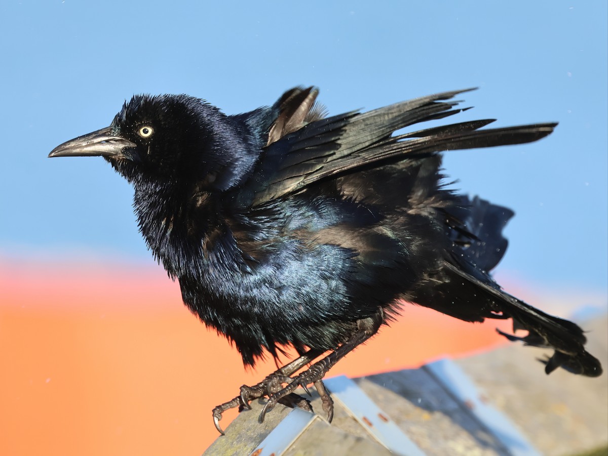 Boat-tailed Grackle - ML644587794