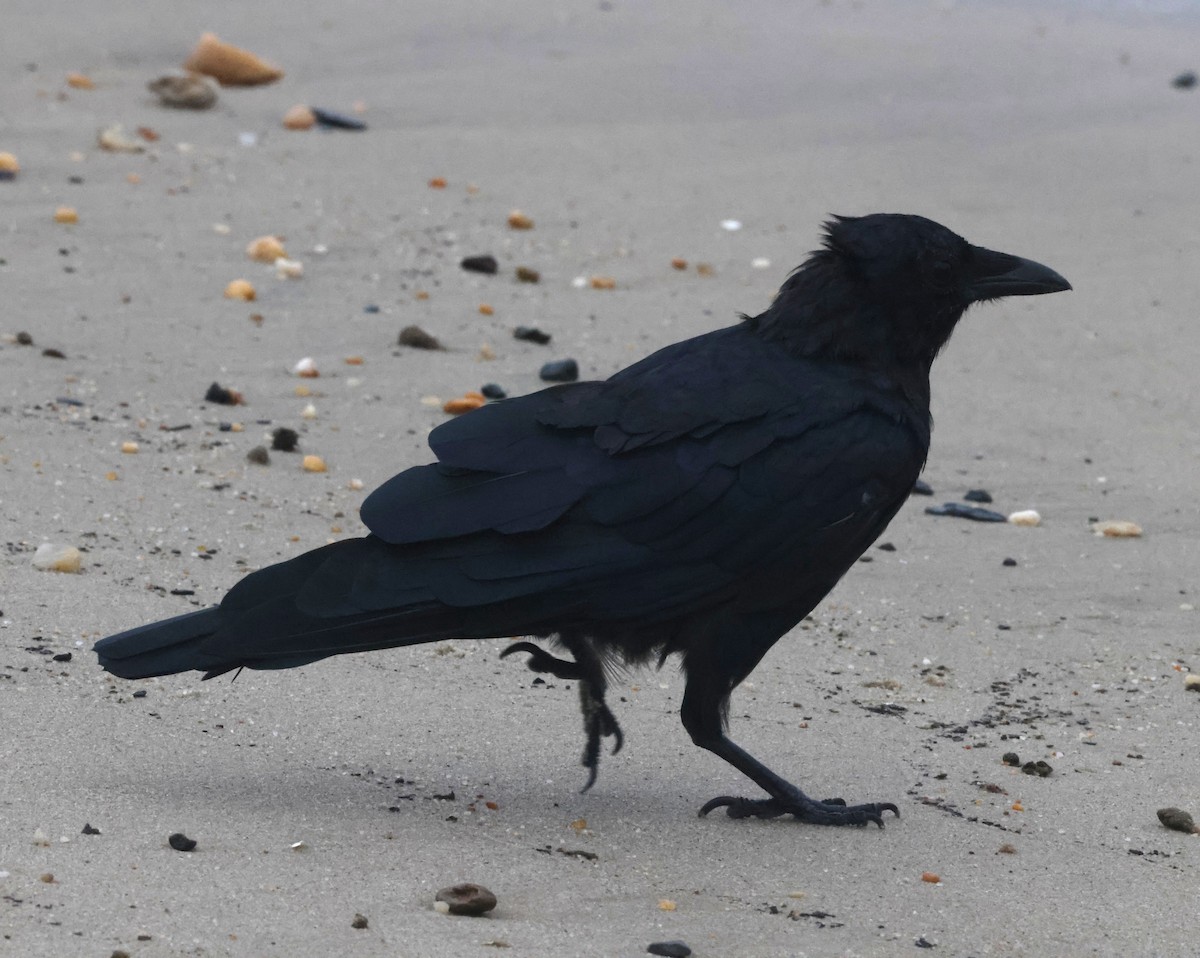 Cuervo Pescador - ML644587797