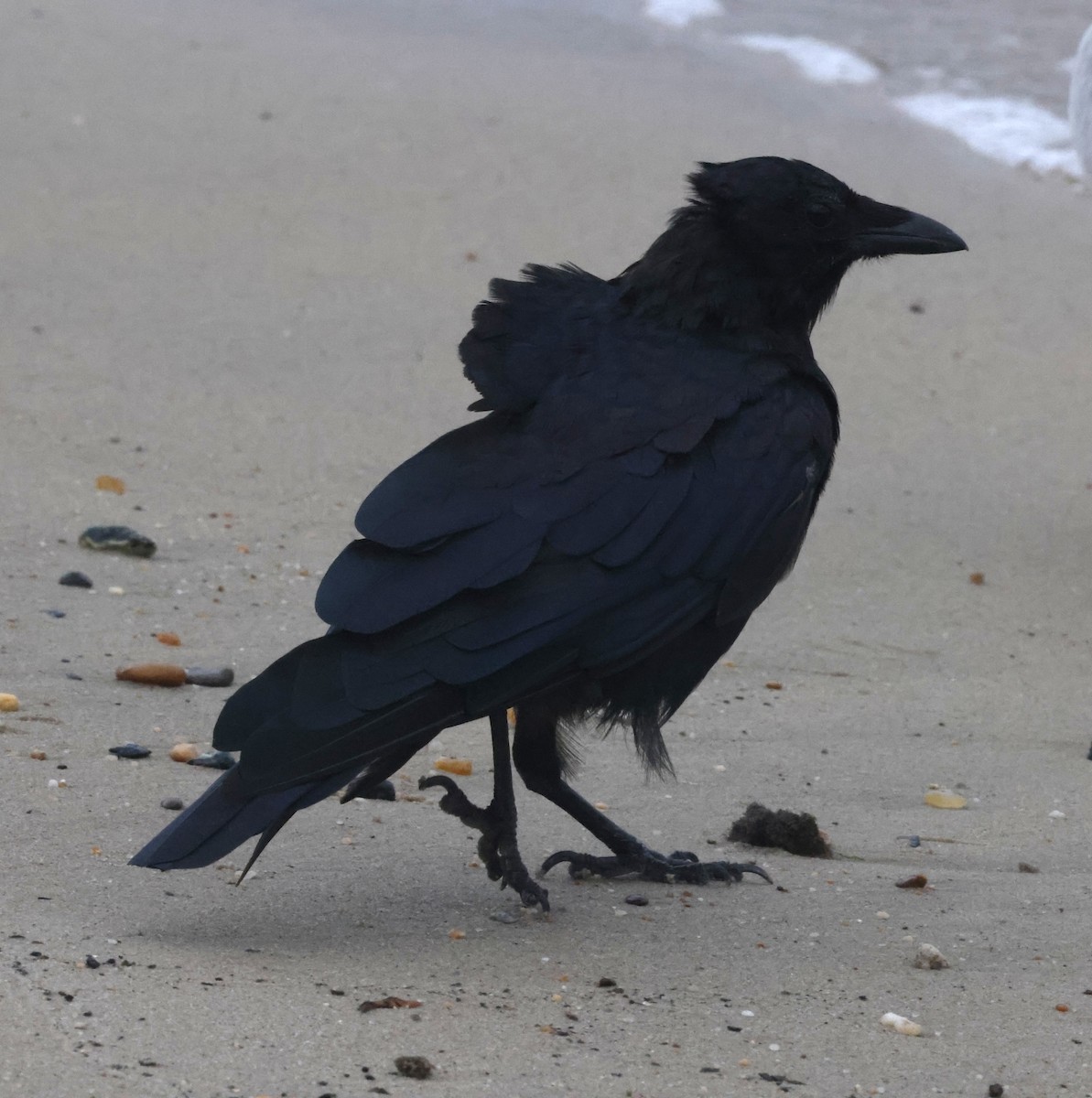 Cuervo Pescador - ML644587798