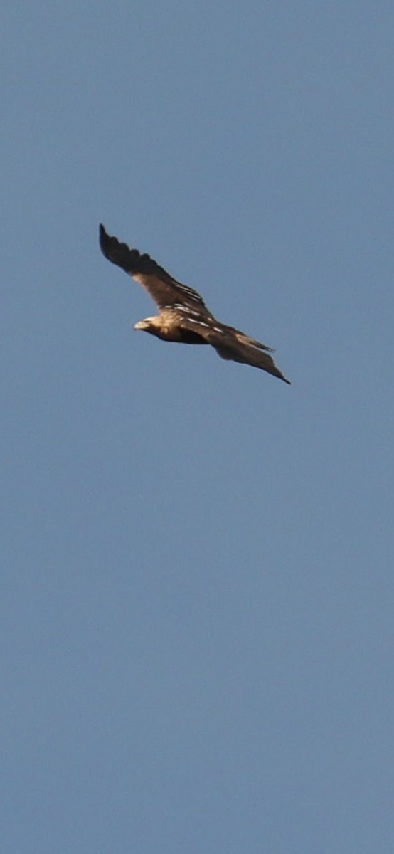 Imperial Eagle - ML644587801