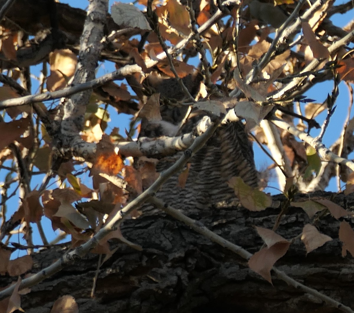 Great Horned Owl - ML644587806