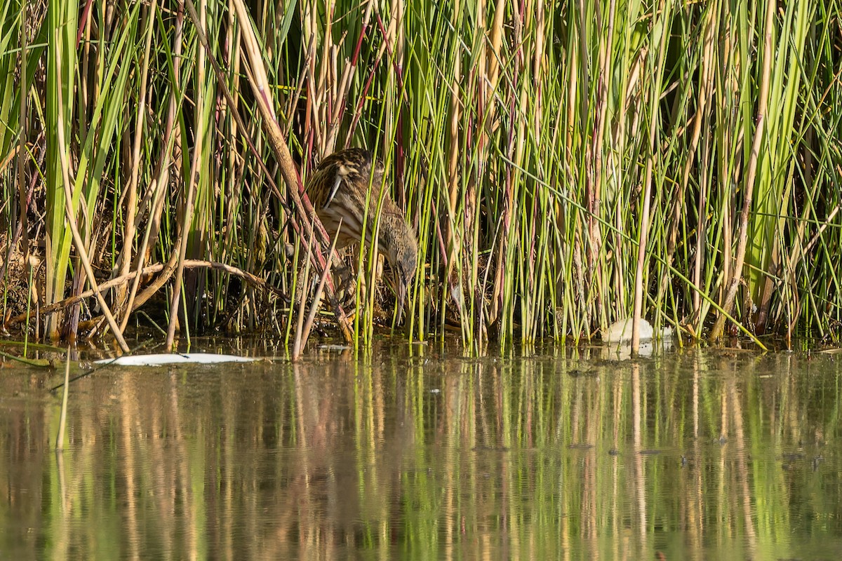 Amiltxori txiki eurasiarra - ML644587807