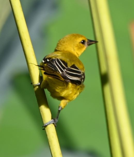 Yellow Oriole - ML644587819