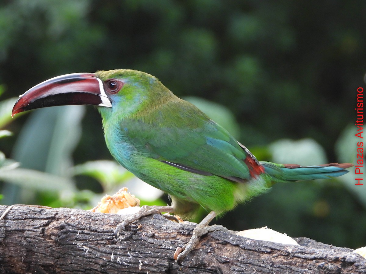 arassari rudokostřečný - ML644587826