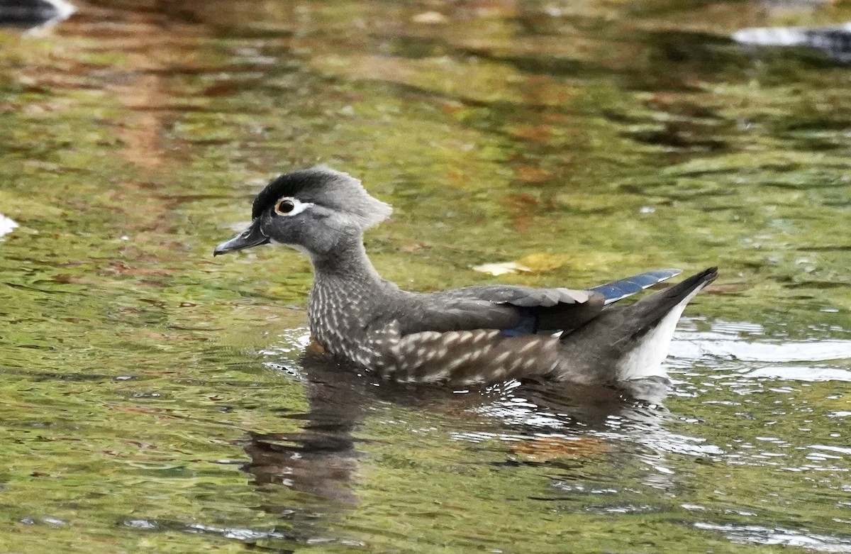 Wood Duck - ML644587827