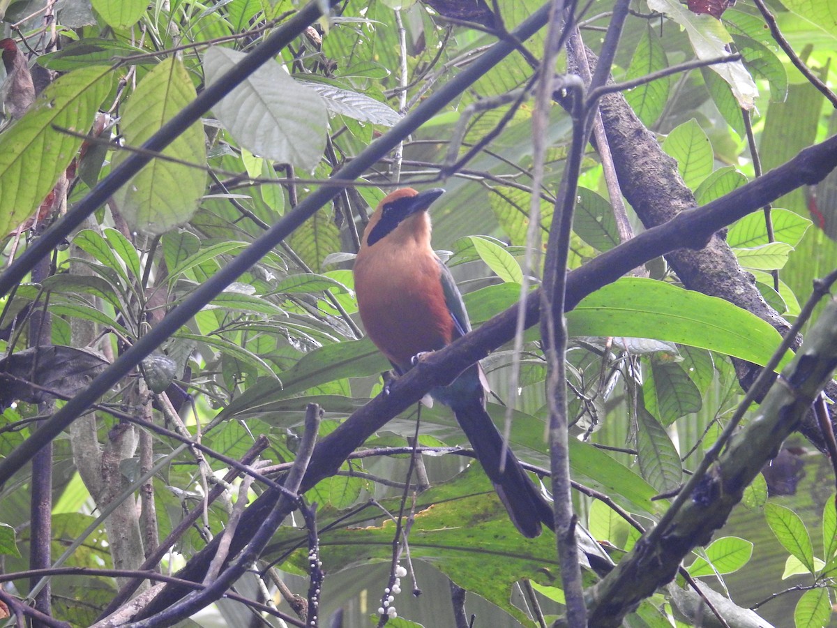 Motmot roux - ML644587829