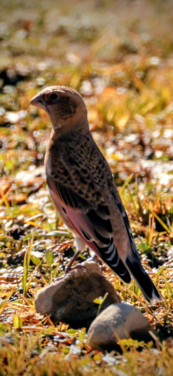 hýl růžovokřídlý - ML644587834