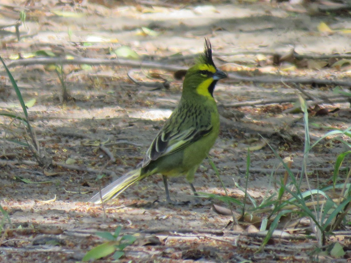 Yellow Cardinal - ML644587842