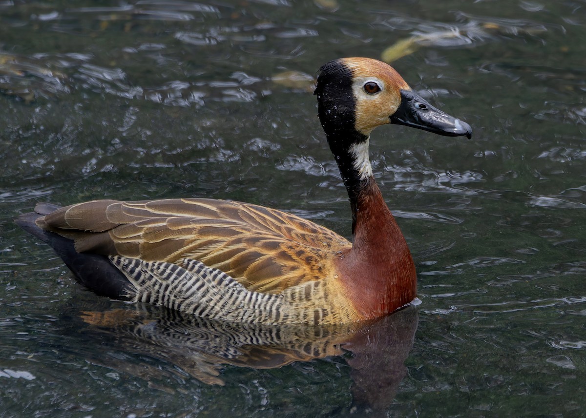 maskeplystreand - ML644587855