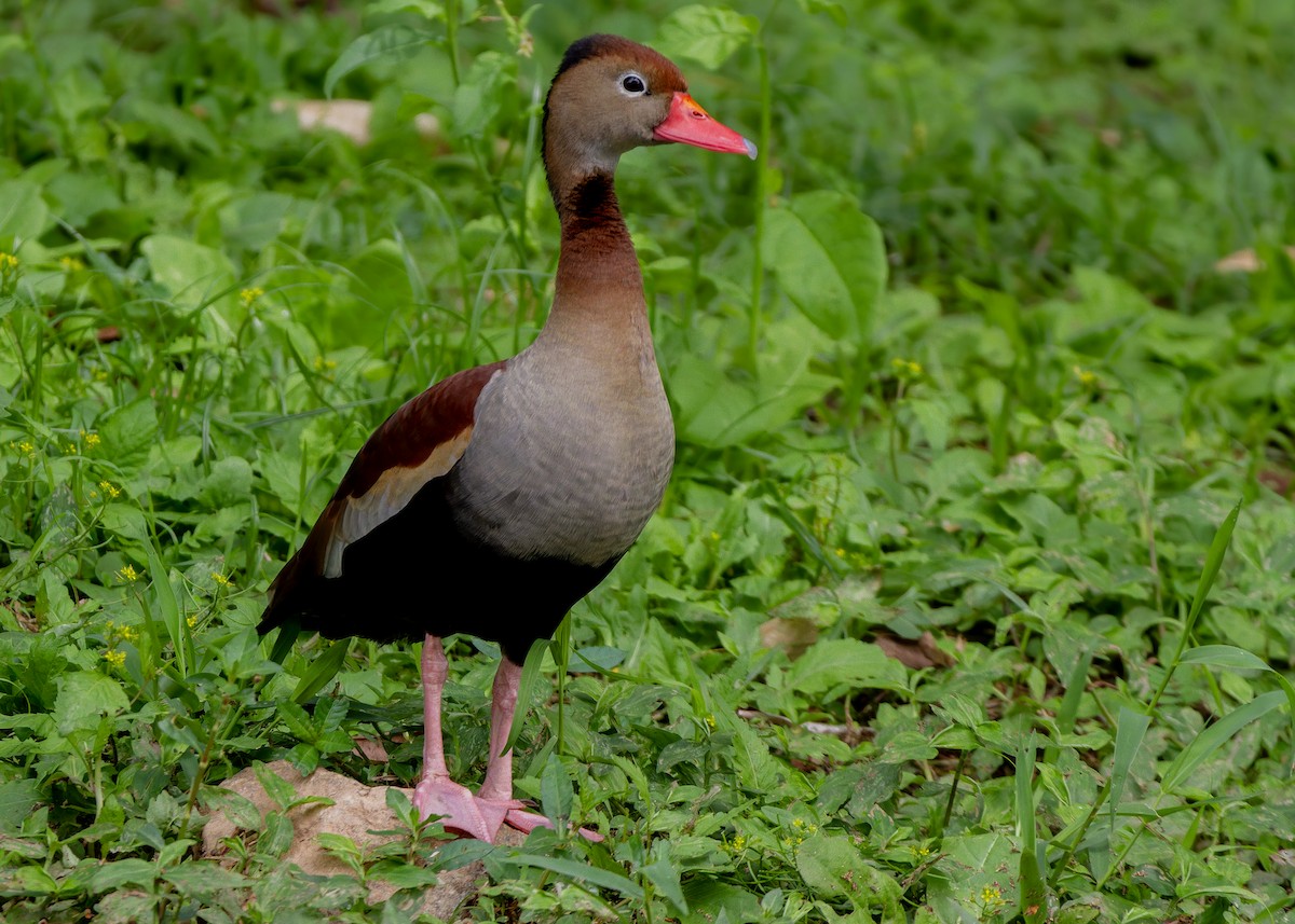 rødnebbplystreand - ML644587859