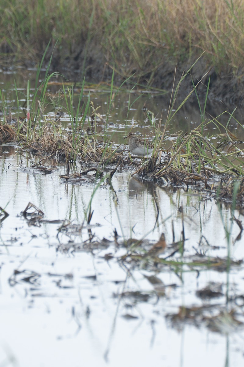 Txirri pektorala - ML644587860