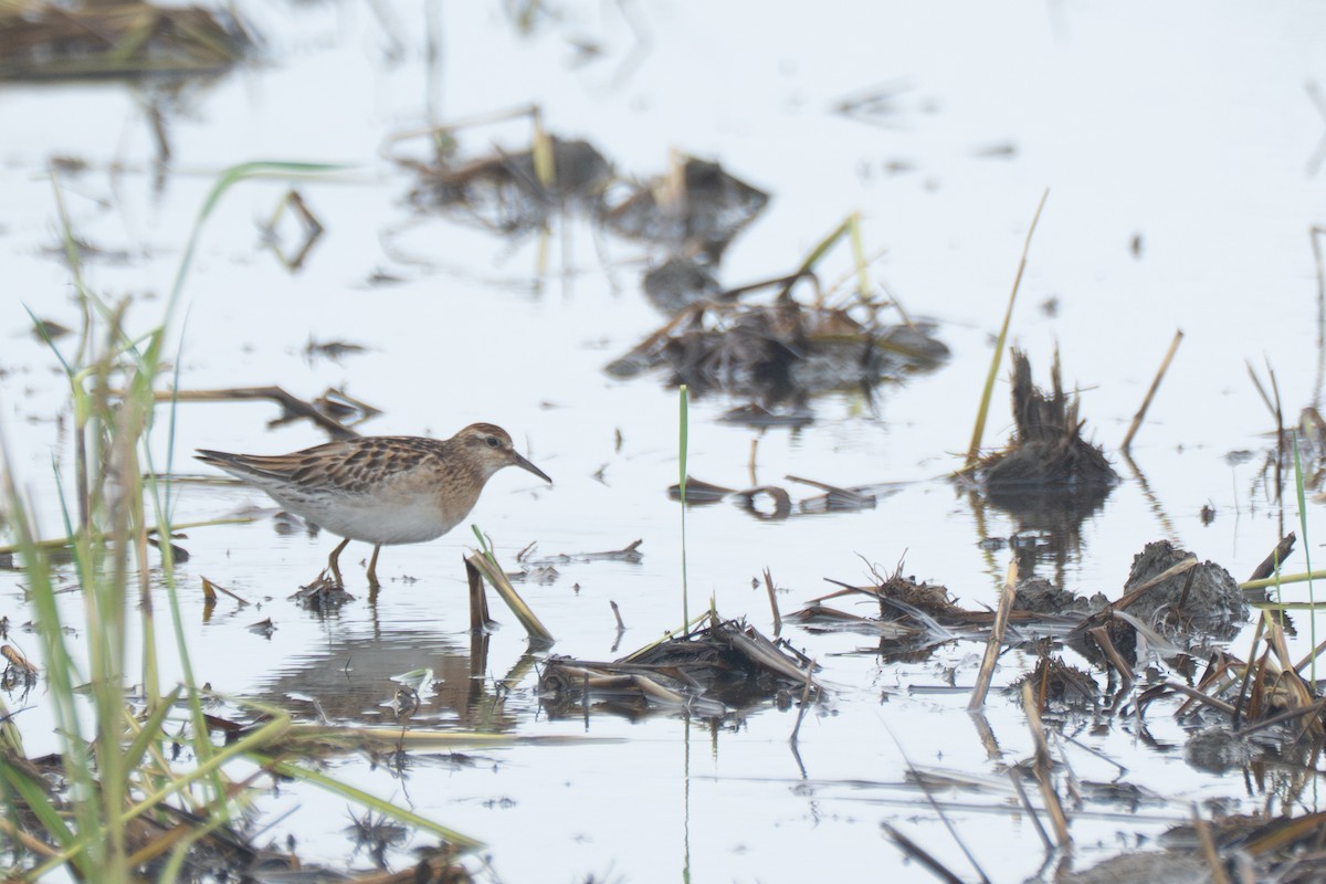 Sharp-tailed Sandpiper - ML644587861