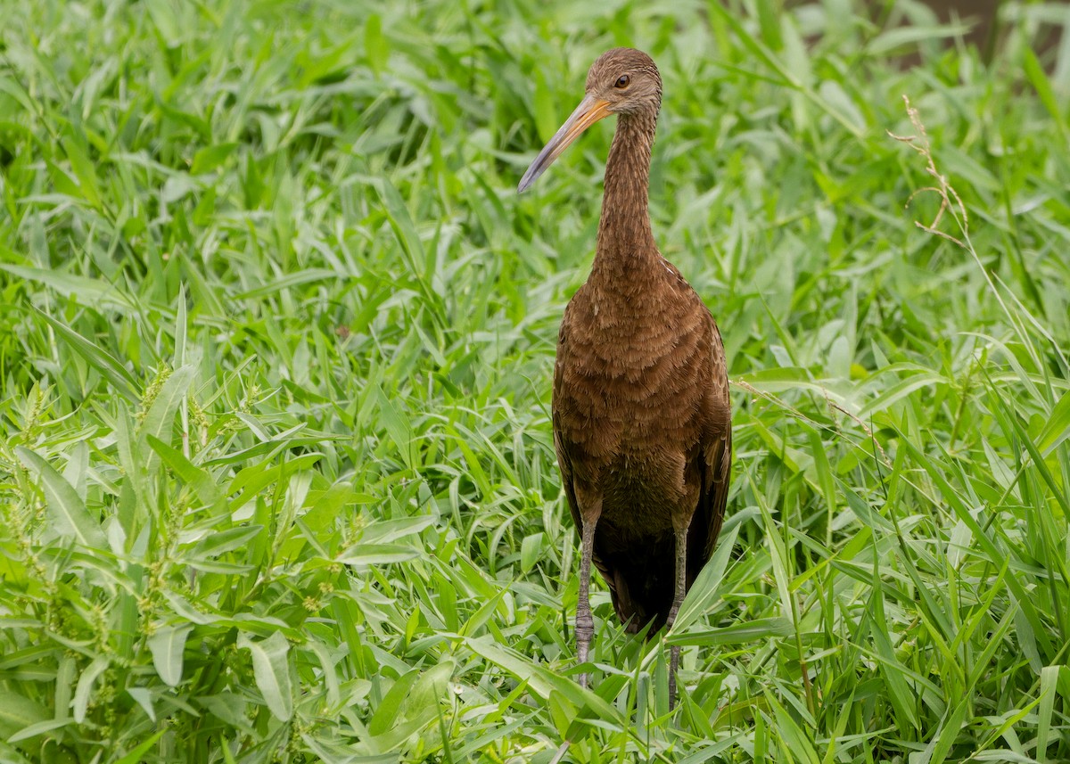 riksetrane - ML644587862