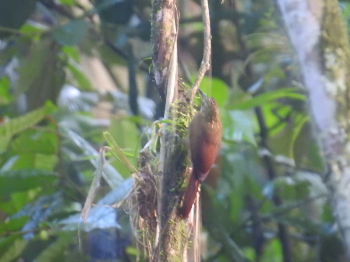 Grimpar cacao - ML644587864