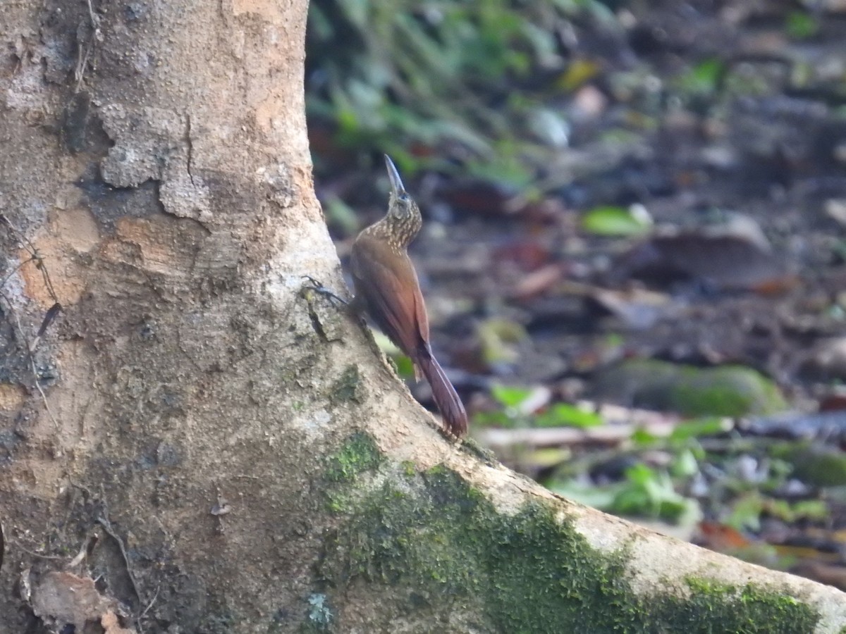 Grimpar cacao - ML644587865