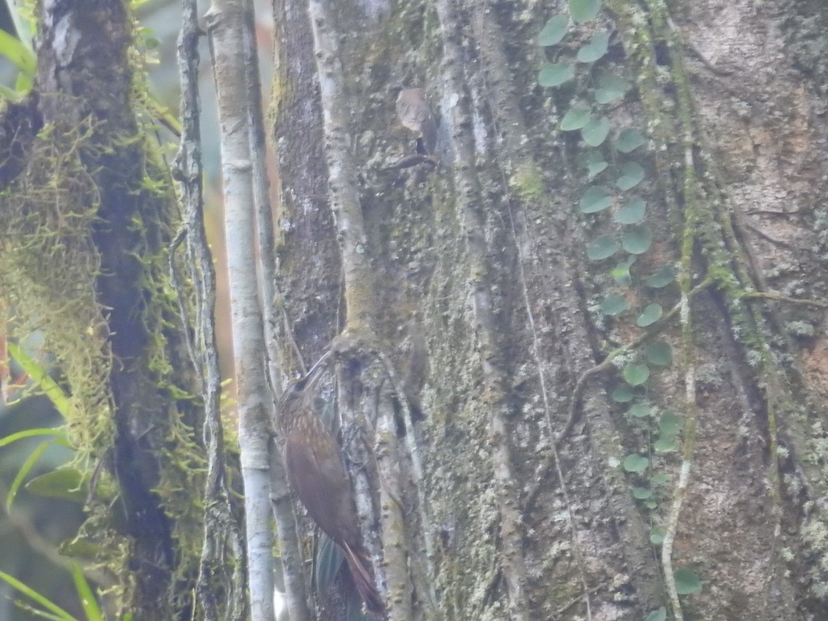 Grimpar cacao - ML644587866