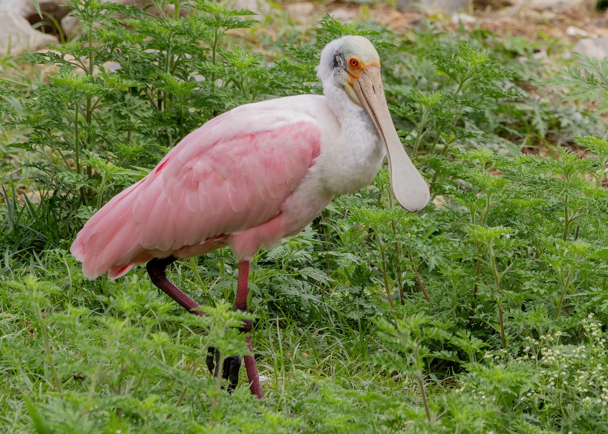 Mokozabal arrosa - ML644587873