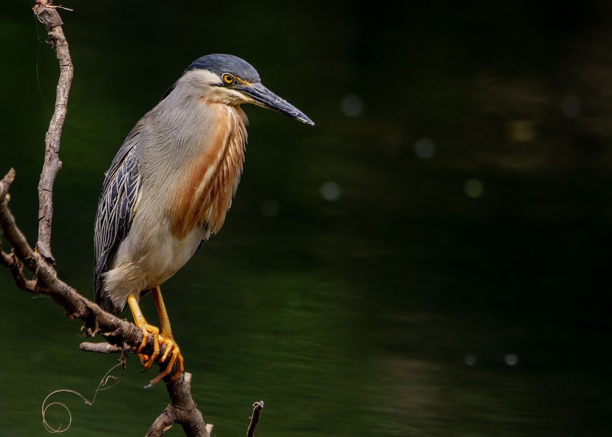 Striated Heron - ML644587878
