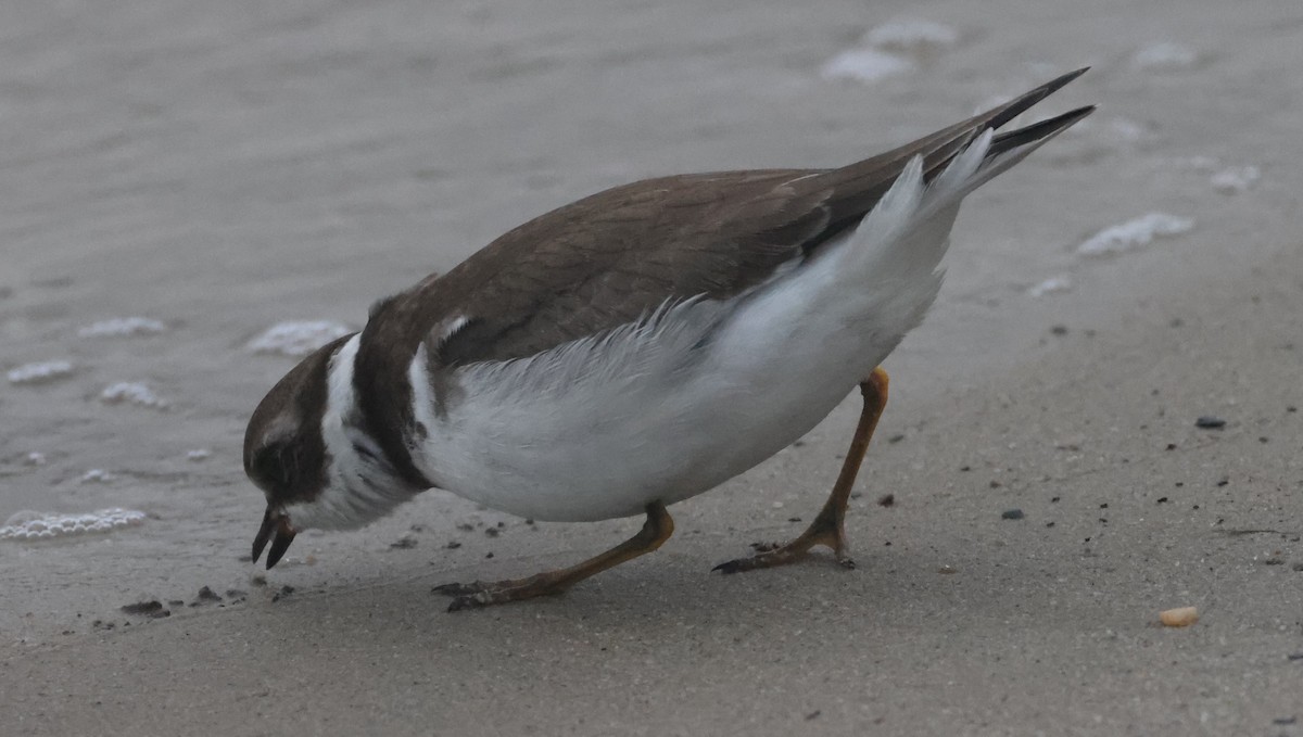 Chorlitejo Semipalmeado - ML644587879