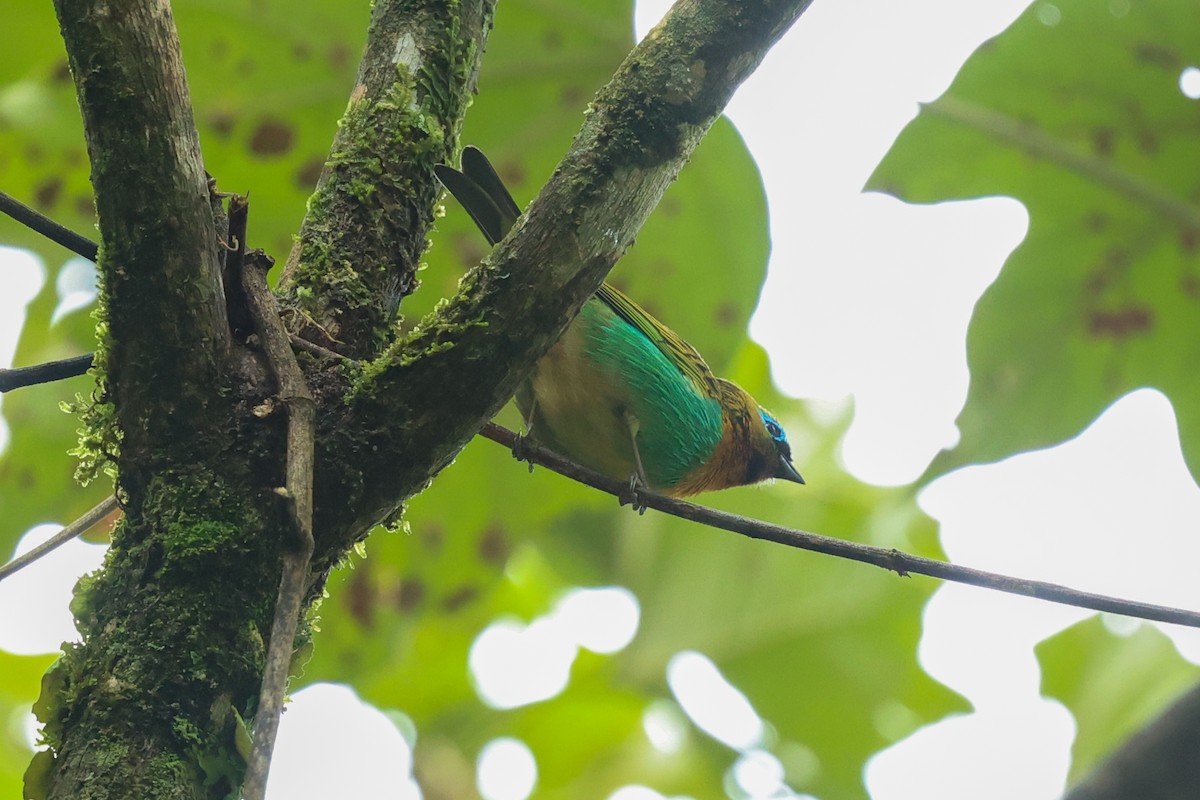 Brassy-breasted Tanager - ML644587880