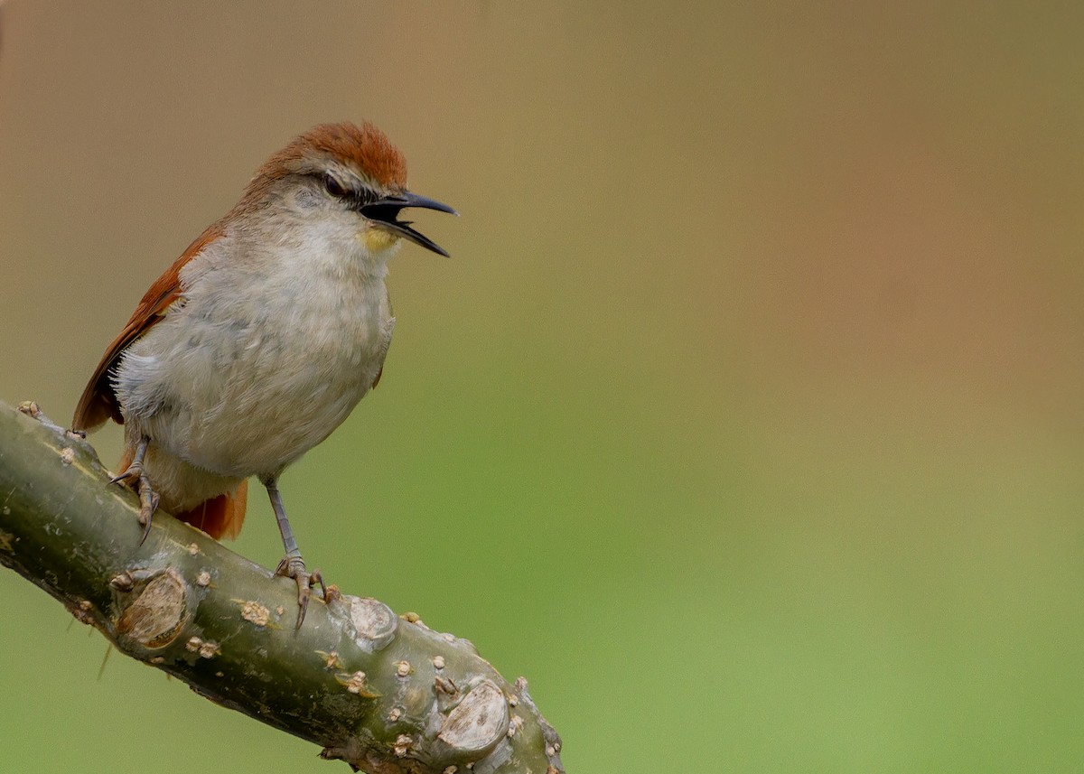 gulhakepiggstjert - ML644587881