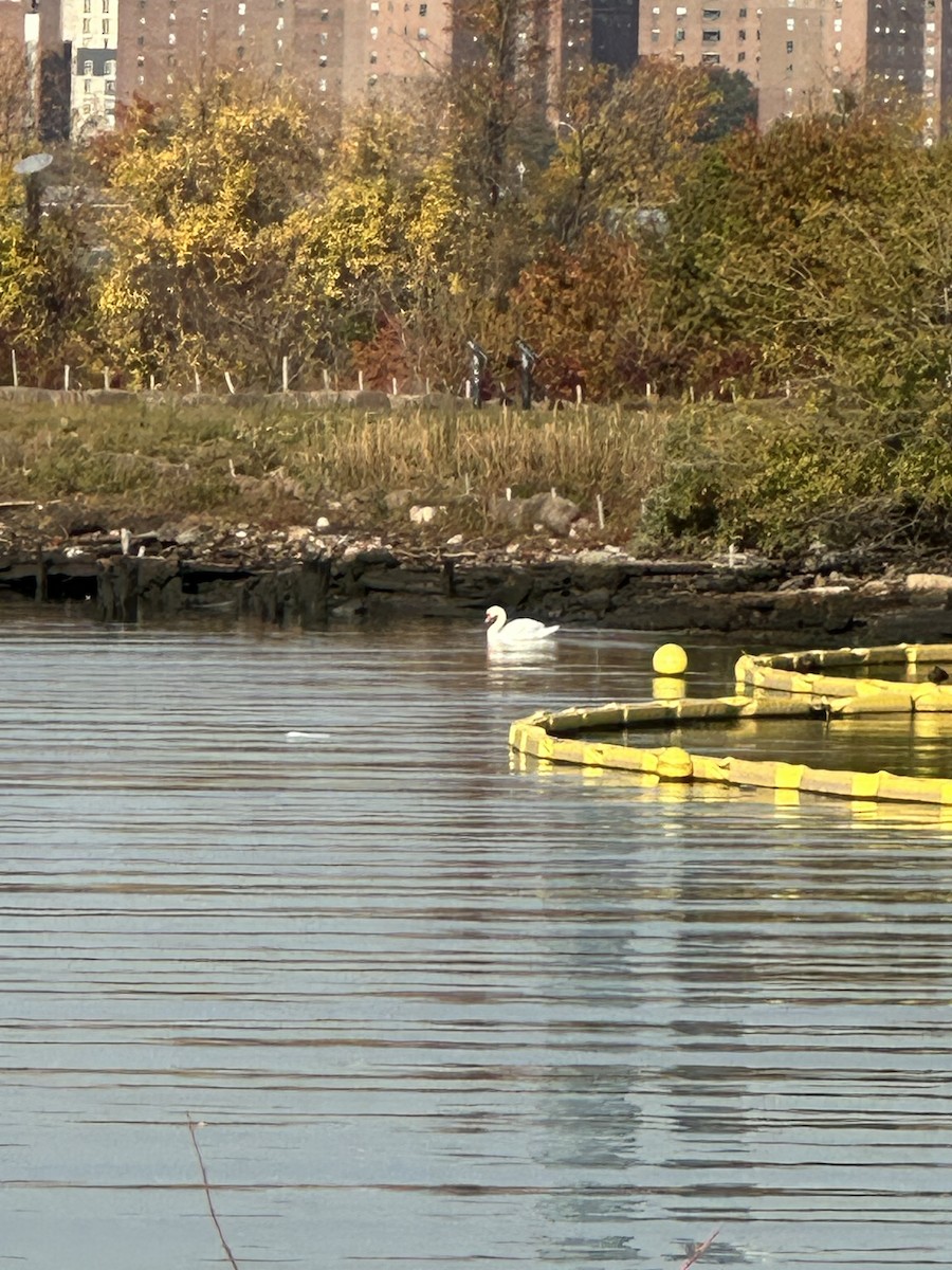 疣鼻天鵝 - ML644587885