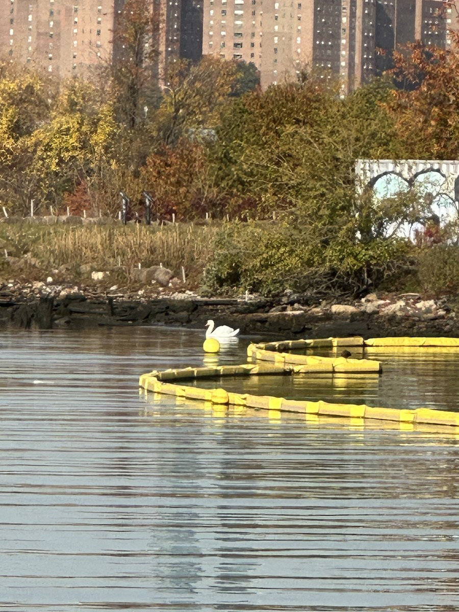 疣鼻天鵝 - ML644587886